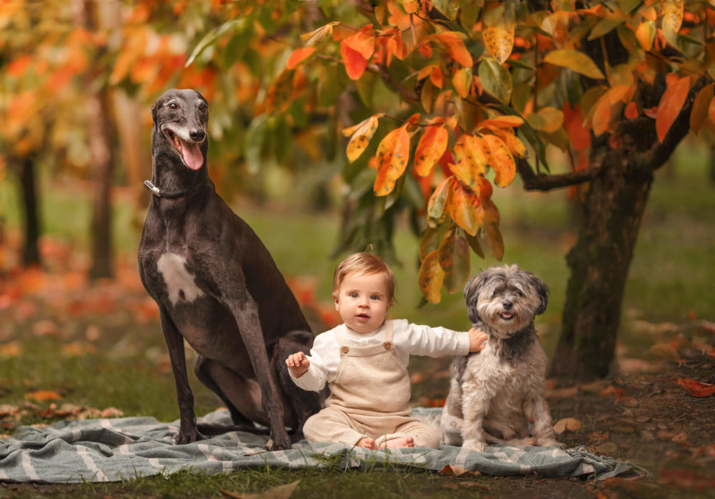 Perth Baby with family dogs during photo session